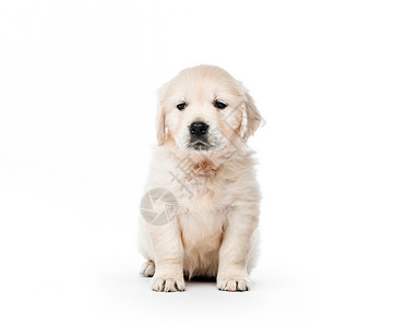 独坐的金色寻金小狗朋友幼兽宠物白色血统犬类金毛伴侣金发女郎金发背景图片