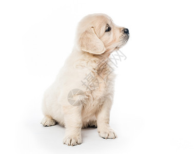 独坐的金色寻金小狗犬类毛皮食肉幼兽猎犬动物伴侣血统金毛金发背景图片