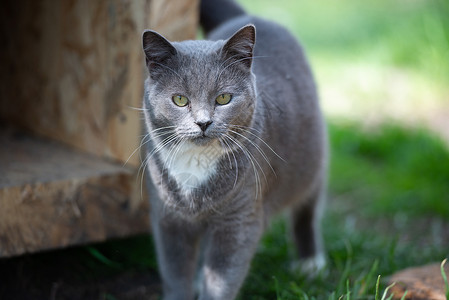 性质中的灰猫高清图片