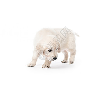 被孤立的金色寻金小狗朋友宠物犬类幼兽猎犬白色毛皮动物金毛血统背景图片