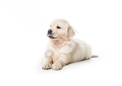独坐的金色寻金小狗宠物金发女郎幼兽猎犬食肉血统毛皮犬类白色金毛背景图片