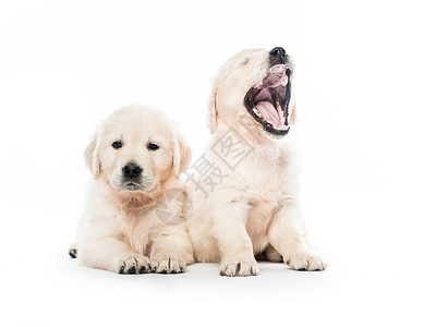 两只金抓金小狗一起被隔离白色动物食肉金发血统犬类金毛猎犬幼兽毛皮背景图片