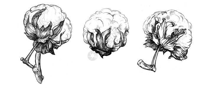草图植物素材手绘棉花树枝 高度详细的图像背景