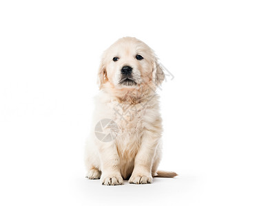 独坐的金色寻金小狗宠物食肉血统白色犬类毛皮金发哺乳动物朋友伴侣背景图片