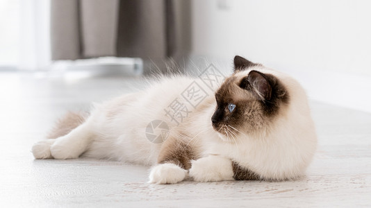 布娃娃猫Ragdoll 猫肖像动物过敏感情饲养员白色毛皮布娃娃蓝色哺乳动物爪子背景