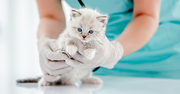 蓝色小猫兽医诊所的Ragdol小猫毛皮医院眼睛哺乳动物白色爪子布娃娃医疗宠物猫咪背景