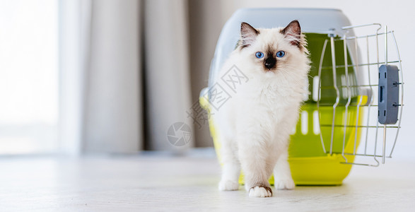 布拉多尔猫可爱的蓝色的高清图片