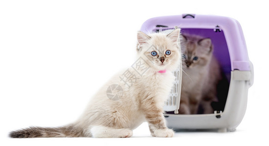 布拉多尔猫美丽的甜的高清图片