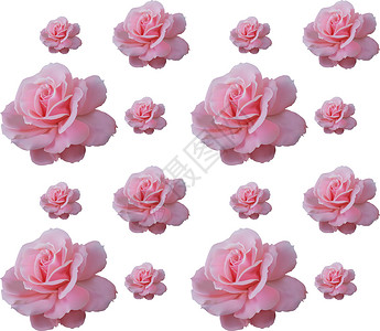 粉红玫瑰花纹叶子蝴蝶丝绸风格装饰品曲线装饰框架花瓣生日背景图片