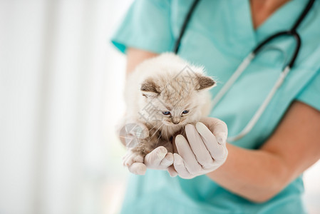 玄猫的爪子兽医诊所的Ragdol小猫哺乳动物医院布娃娃检查宠物蓝色猫咪爪子医生动物背景