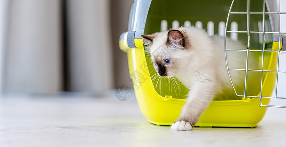 布拉多尔猫猫科动物户外高清图片