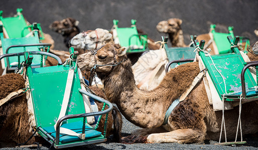 兰萨罗特岛的骆驼游客运输沙漠哺乳动物动物骆驼队驼峰旅行骑术沙丘背景图片