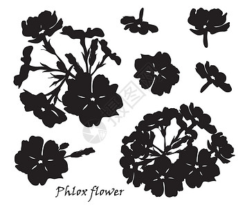 一组带叶子的花福禄考 白色背景上的黑色剪影背景图片