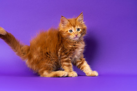 紫色尾巴年轻的红色经典小可爱猫咪 小心翼翼地向外望去 在紫色背景上抬起尾巴背景