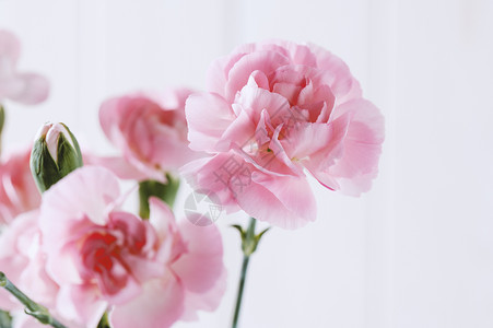 粉红康乃馨花花花朵花瓶礼物植物群宏观过滤花束背景图片