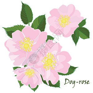 一组花狗玫瑰与叶子在逼真的手绘风格背景图片