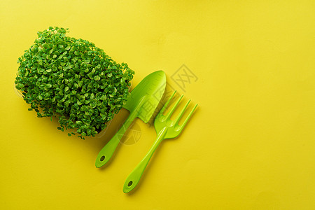 黄背景 顶视图上的微绿色生长芽Name园艺食物创造力蔬菜黄色沙拉叶子草本植物饮食植物背景图片