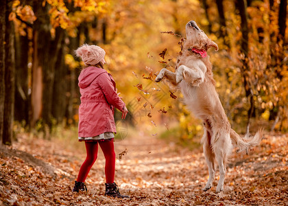 宠物秋天幼童和金色猎犬乐趣宠物动物幸福童年季节青春期公园友谊叶子背景