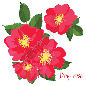 玫瑰花茶主图在逼真的手绘样式中设置红色的狗玫瑰花和叶子插画