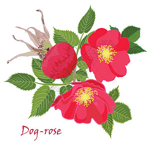 法兰西玫瑰花茶在逼真的手绘样式中设置红色的玫瑰花和叶子蓝色插图花园花瓣茄子草药生日植物浆果纪念日插画