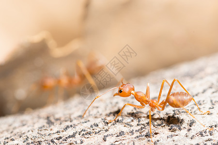 蚂蚁过河宏红蚂蚁宏观漏洞生物动物野生动物叶子食物工人绿色背景