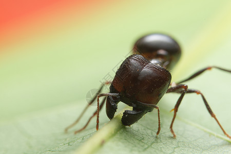 树枝上的蚂蚁菲多尔喷气式飞机驾驶员照片团队生活黑色动物宏观热带野生动物工人背景图片