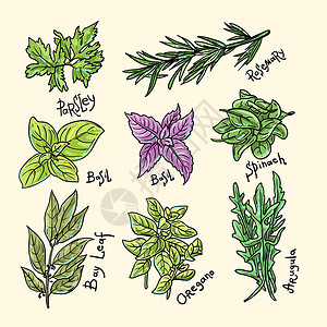 调味品和芝麻草药和香料种子叶子食物香菜调味品草图收藏蔬菜植物味道插画
