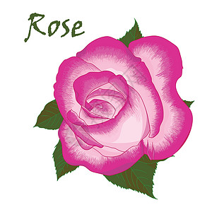 粉红优昙花花蕾向量组的粉红玫瑰花束植物学插图绘画粉红色艺术品花园植物群材料素描优美插画
