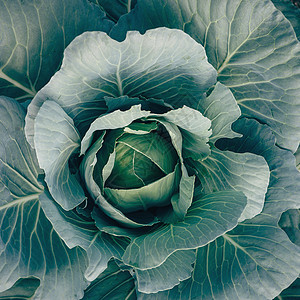 青白菜叶子蔬菜植物沙拉绿色生长食物背景图片