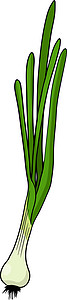 小根蒜在白色背景上手绘矢量洋葱 食物的彩色素描 香料 整个蔬菜 植物插画胡椒绘画菜单草图营养花园沙拉农场灯泡饮食插画