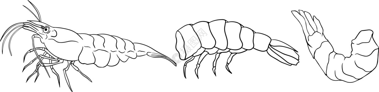 无节幼体虾虾图标设置 收集无壳虾 逼真的矢量图着色页香菜贝类海洋插图食物午餐盘子蔬菜甲壳宏观插画