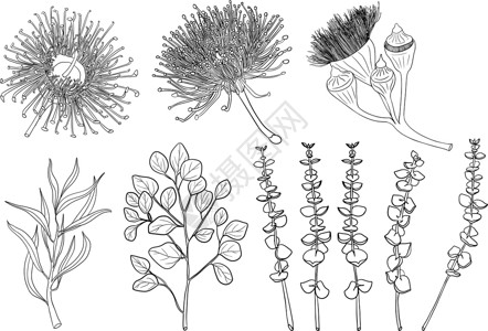 速生桉一组桉树枝和花在白色背景下分离花束横幅植物学叶子热带乡村工作室宏观桉树装饰插画