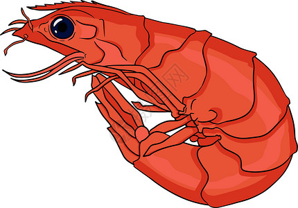蒜茸虾虾虾图标设置 收集无壳虾 它制作图案的现实矢量标识甲壳油炸尾巴食物对虾动物蔬菜市场贝类插画
