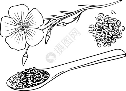 一勺子调味料油手绘亚麻籽矢量图 用于化妆品或食品 素描风格矢量有机食品插画亚麻绘画植物学农场叶子植物药品草图玻璃食物设计图片