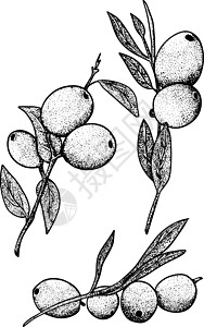 植物橄榄素描手绘橄榄集 橄榄果束和带叶的橄榄枝 在白色背景上孤立的矢量图铅笔叶子美食蚀刻草图插图收藏水果艺术市场设计图片