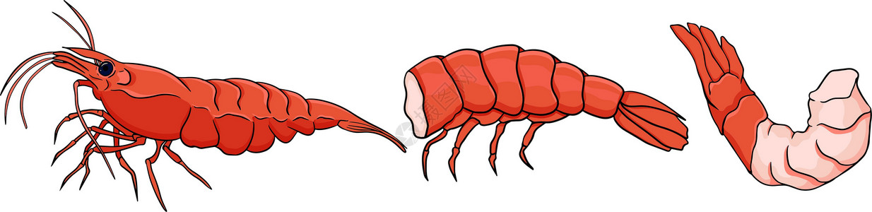 蒜茸虾虾虾图标设置 收集无壳虾 它制作图案的现实矢量贝类盘子午餐食物老虎油炸海鲜尾巴对虾营养插画