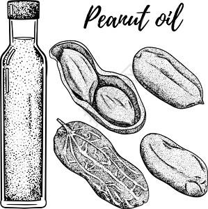 有机花生油套 手绘矢量图 花生油 用于化妆品或食品 素描风格矢量有机食品插画艺术厨房绘画液体雕刻菜单草图蔬菜叶子水果设计图片