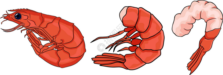 蒜茸虾虾虾图标设置 收集无壳虾 它制作图案的现实矢量蔬菜午餐贝类标识甲壳炙烤海洋食物老虎对虾插画