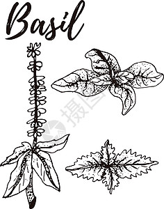 马鞭草素罗勒 一套手绘矢量香料和香草 药用化妆品烹饪植物插画