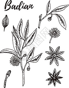 蜡菊巴甸 一套手绘矢量香料和香草 药用化妆品烹饪植物插画