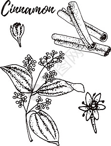 蜡菊肉桂 一套手绘矢量香料和香草 药用化妆品烹饪植物插画