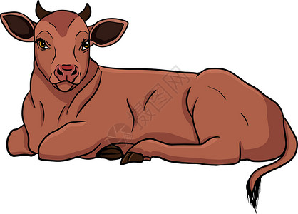 母牛白手绘制的牛动物放牧病媒图解中的牛被隔离 牛奶农场宠物 和设计的插图卡片艺术草图农田海报横幅孩子绘画乐趣奶制品设计图片