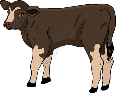 放牧的奶牛白手绘制的牛动物放牧病媒图解中的牛被隔离 牛奶农场宠物 和设计的插图装饰品涂鸦艺术绘画奶牛草图哺乳动物边界海报织物设计图片