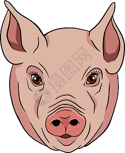 猪脸肉猪 在白色背景下孤立的小猪头的矢量图解 农场动物素描写实风格的剪贴画 和设计的插图猪肉标签熏肉哺乳动物家畜家园村庄乡村小猪公猪插画