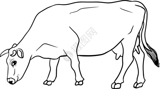 黑白牛白手绘制的牛动物放牧病媒图解中的牛被隔离 牛奶农场宠物 和设计的插图涂鸦横幅卡片农业孩子们哺乳动物织物毛皮绘画奶牛设计图片