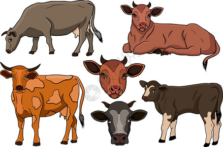放牧的奶牛白手绘制的牛动物放牧病媒图解中的牛被隔离 牛奶农场宠物 和设计的插图孩子卡片国家毛皮边界绘画奶制品乐趣艺术涂鸦设计图片