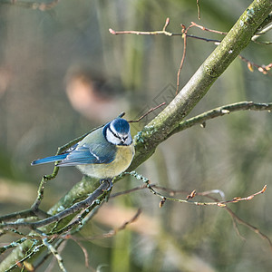 又名蓝冠山雀冬天的蓝乳在树上晴天羽毛主题山雀动物群鸣禽动物蓝色花园野生动物背景