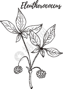 马鞭草素五加球菌属 一套手绘矢量香料和香草 药用化妆品烹饪植物插画
