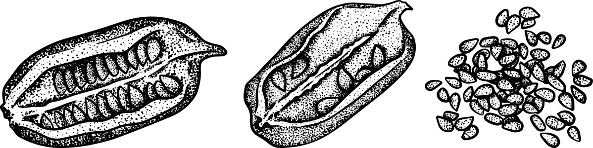 紫苏籽油手绘芝麻矢量图 用于化妆品或食品 素描风格矢量有机食品插画农场厨房栽培草本植物种子调味品药品粮食文化插图插画