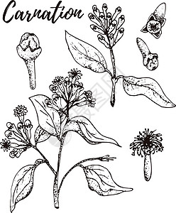 蜡菊康乃馨 一套手绘矢量香料和香草 药用化妆品烹饪植物插画